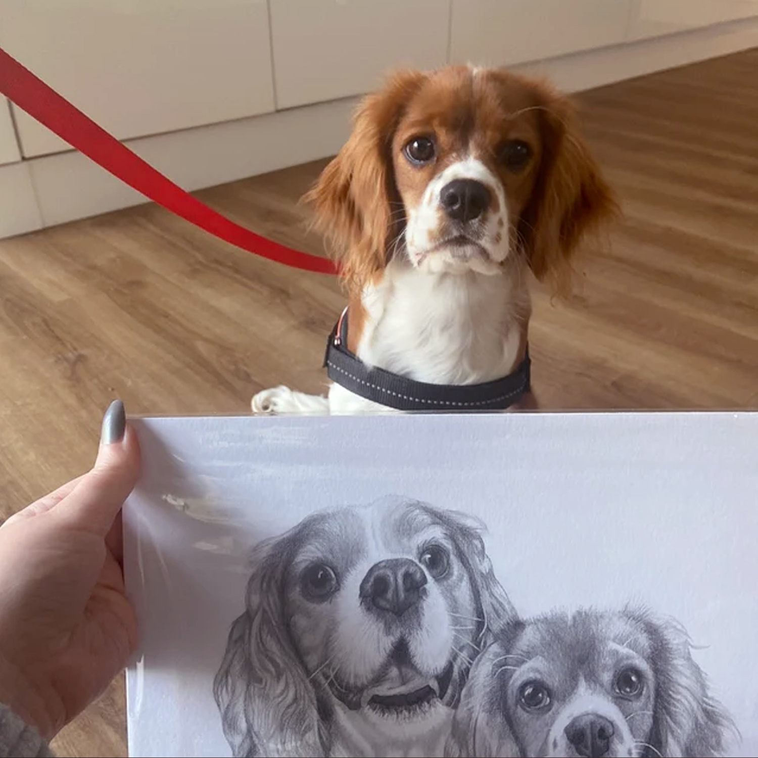 kamilia boyes animal art sketch